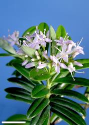 Veronica scopulorum. Sprig. Scale = 10 mm.
 Image: P.J. Garnock-Jones © P.J. Garnock-Jones CC-BY-NC 3.0 NZ